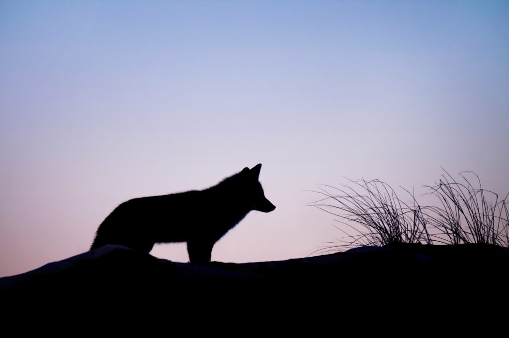 Dead Bones. Image of the silhouette of a wolf standing next to tall grass in front of a sunset sky.