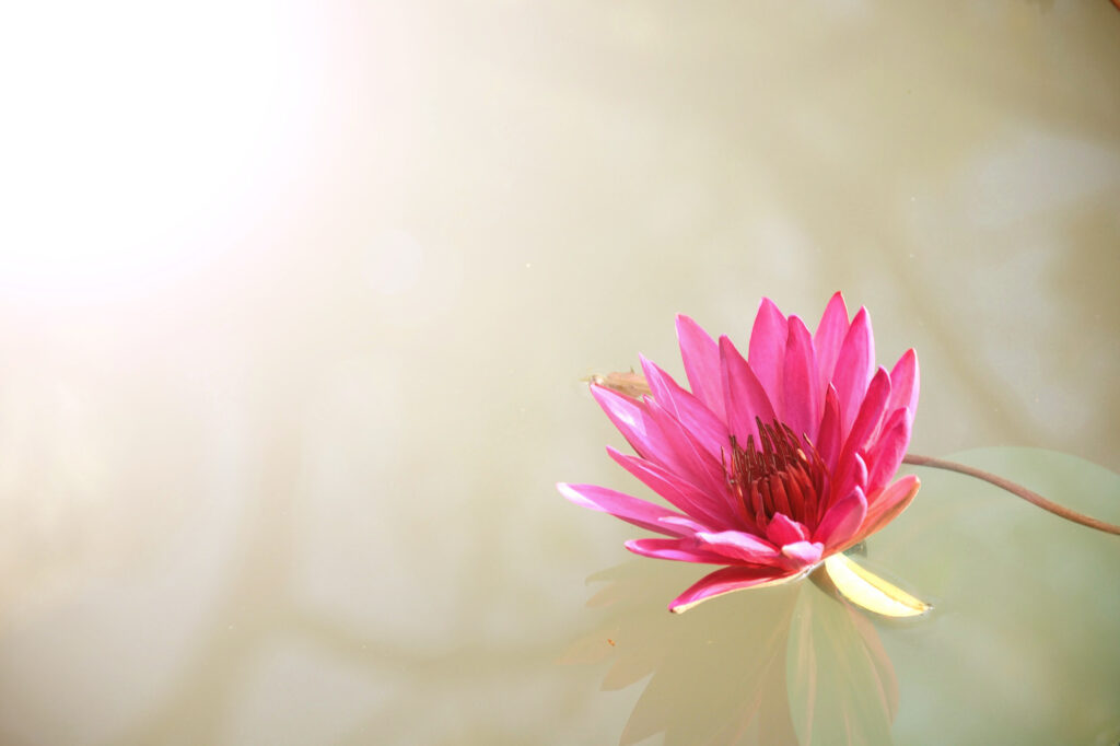 Returning. Image of a pink flower in spring against a green background.