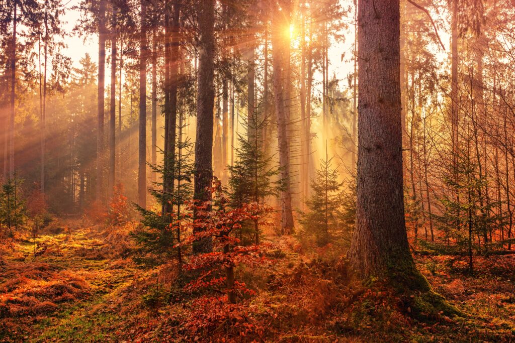 The Energy of Fall's Presence. Image of trees in a forest covered in fall-colored leaves. A small stream of sunlight shines through the trees.