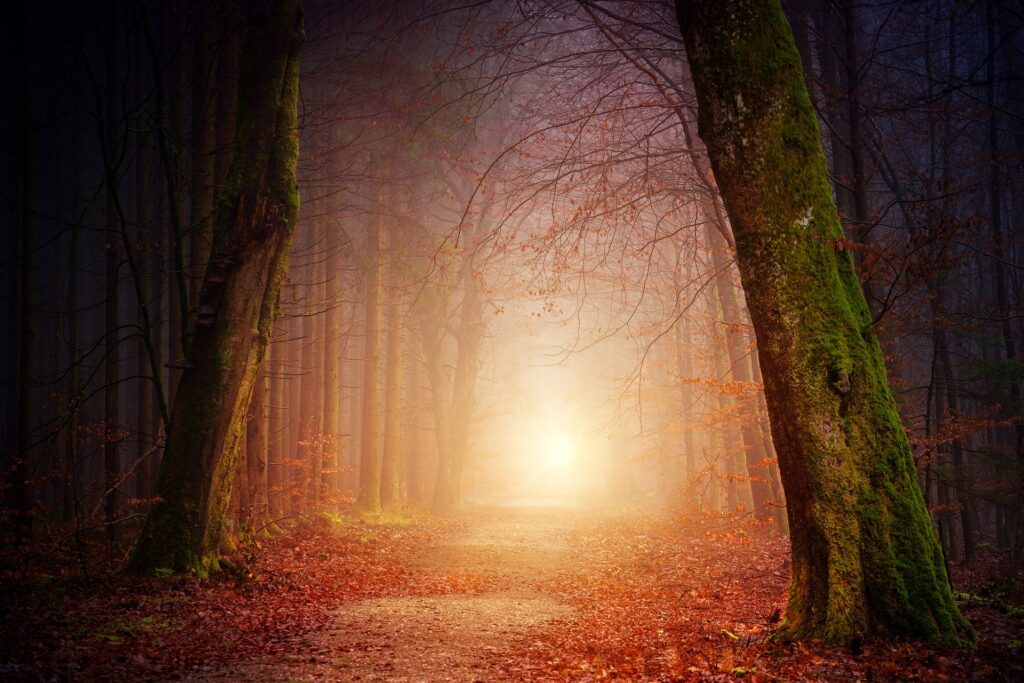 The Great Mystery. Image of a dark forest filled with large, bare trees and fallen leaves. A pathway runs through the middle of it. A bright light shines at the end of the path, illuminating it slightly. Death.