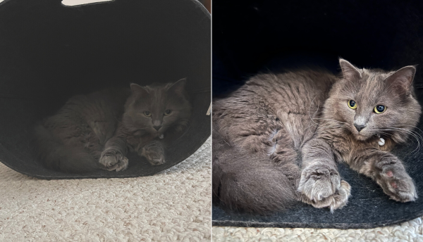 The Wisdom of Pookie. Two images of Pookie the Cat in a fallen laundry basket.