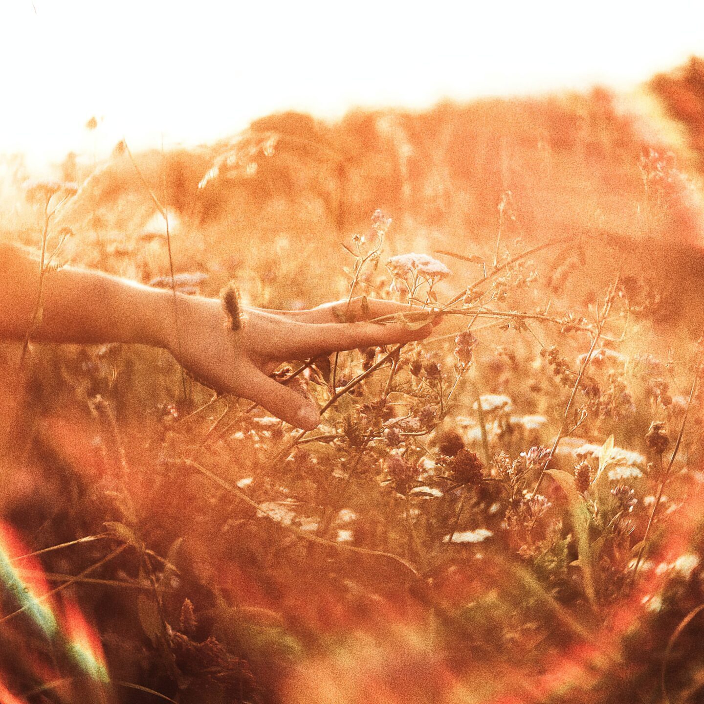 A hand reaching out in a field to touch growing plants, with the sun shining in the sky.